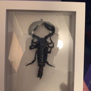 Pinned and stuffed scorpion done personally